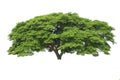 Big tree isolated, Common name : saman, rain tree, monkeypod, gi Royalty Free Stock Photo