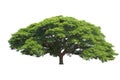 Big tree isolated, Common name : saman, rain tree, monkeypod, gi Royalty Free Stock Photo