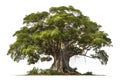 Big tree isolated on white background with clipping path and full depth of field Royalty Free Stock Photo