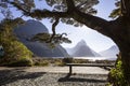 Big tree on the lake bank Royalty Free Stock Photo