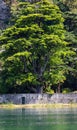 Big tree on lake coast Royalty Free Stock Photo