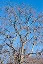 Big tree leafless