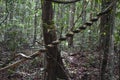 Big tree with a liana twisted around the trunk on the hiking trail at dragon crest in Khao Ngon Nak in Krabi, Thailand, Asia