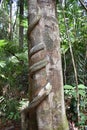 Big tree with a liana twisted around the trunk on the hiking trail at dragon crest in Khao Ngon Nak in Krabi, Thailand, Asia Royalty Free Stock Photo