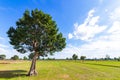 Big tree in little field and blue sky with cloud.