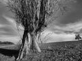 Big tree with lot of branches in black and white Royalty Free Stock Photo