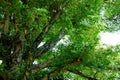 Big tree with a lot of branches and green leaves Royalty Free Stock Photo