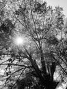 A big tree with lots of branches and sunlight intruding between them in shades of black and white