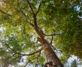 Big tree low angle view.Under the tree in forest Royalty Free Stock Photo