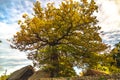 Big tree with lush autumnal crown