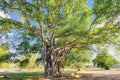 Big tree with lush foliage