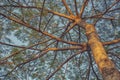 Big Tree with many branches