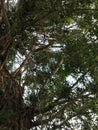 a big tree with many branches growing on the grave Royalty Free Stock Photo