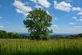 Big tree and meadow in the high Rhoen, Germany Royalty Free Stock Photo