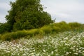 Big tree and a meadow on a hill with many daisies Royalty Free Stock Photo