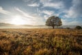 Big tree in the meadow morning light beautiful Royalty Free Stock Photo