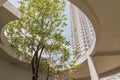 A big tree in the middle of building in summer time. Building design for green living concept Royalty Free Stock Photo