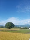 big tree in the middle of rice fields under the blue sky Royalty Free Stock Photo