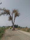 A big tree in the middle of road in India