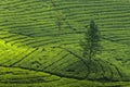 A Big Tree in the Middle of a Tea Garden Royalty Free Stock Photo