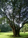 A big tree in the middle of a very shady and shady garden