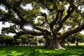 A big tree with multiple branches in a park. A sunny morning, sun beam coming through the branches, generative ai Royalty Free Stock Photo