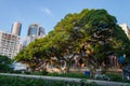 Big tree in Nathan road