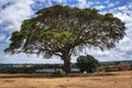 Big tree in national park Ngoro Ngoro