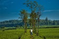 Big tree near the field in evening time