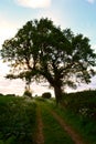 Big tree near rural road / path in the meadow, Norfolk, United Kingdom