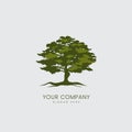 A big tree of Oak logo vector design and huge isolated tree icon illustration Royalty Free Stock Photo