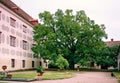 Big tree in old castle