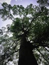 Big tree with old trunk and green leaves plenty around and bright sky Royalty Free Stock Photo