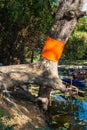 Big Tree Ordination with Yellow Robe in Buddhism Belief