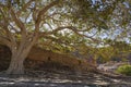 The big tree outside Abreha and Atsbeha Church in Tigray, Ethiopia.