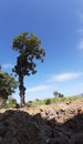 A big tree outside the field