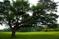 Big tree in park Royalty Free Stock Photo