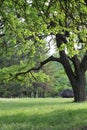 Big tree in the park