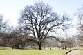 Big tree in the park. Composition of nature. View on big tree. Royalty Free Stock Photo