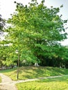 Big tree in park looks so beautiful and tree,s front a pole photo seen looks so attractive