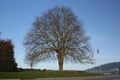 Big tree in a park nature blue sky