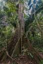 Big tree peruvian Amazon jungle Madre de Dios Peru Royalty Free Stock Photo