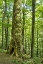 Big tree, primeval forest Stuzica, National Park of Poloniny, Slovakia Royalty Free Stock Photo