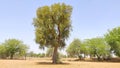 Big tree of prosopis cineraria Khejari in field Royalty Free Stock Photo