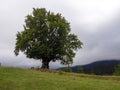 Big tree and road in the mountains Royalty Free Stock Photo