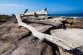 Big Tree Rocks Ocean