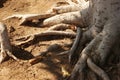 Big tree root above the ground. Royalty Free Stock Photo