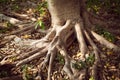 Big tree root Royalty Free Stock Photo