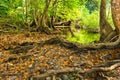 Big tree root in the forest Royalty Free Stock Photo