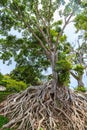 Big tree and root